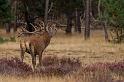 04 Hoge Veluwe, edelhert